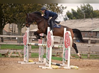 Irish Sport Horse, Gelding, 10 years, 16 hh, Bay-Dark
