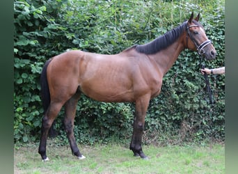 Irish Sport Horse, Gelding, 10 years, 16 hh, Brown