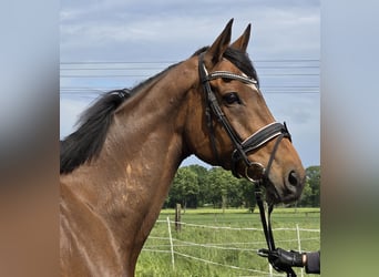 Irish Sport Horse Mix, Gelding, 10 years, 16 hh, Brown