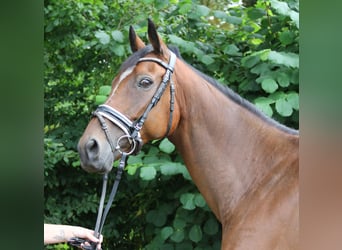 Irish Sport Horse, Gelding, 10 years, 16 hh, Brown
