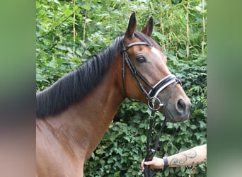 Irish Sport Horse, Gelding, 10 years, 16 hh, Brown