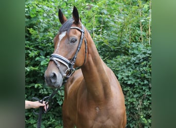Irish Sport Horse, Gelding, 10 years, 16 hh, Brown