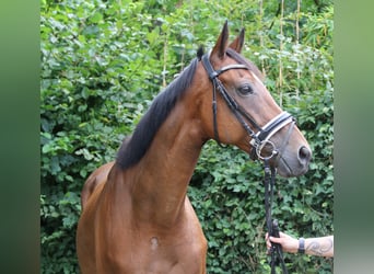 Irish Sport Horse, Gelding, 10 years, 16 hh, Brown