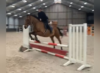 Irish Sport Horse, Gelding, 10 years, 16 hh, Brown