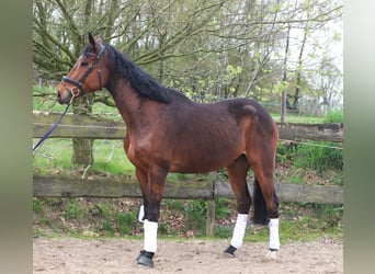 Irish Sport Horse Mix, Gelding, 10 years, 16 hh, Brown