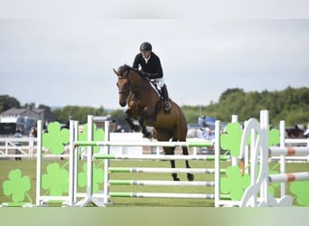 Irish Sport Horse, Gelding, 10 years, 16,3 hh, Brown