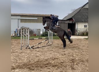Irish Sport Horse, Gelding, 10 years, 17 hh, Bay-Dark