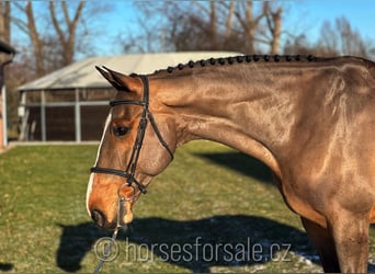 Irish Sport Horse, Gelding, 10 years, 17 hh, Brown