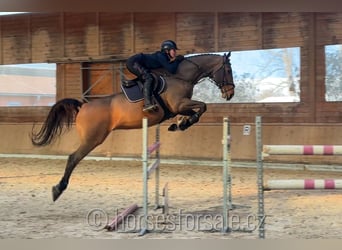 Irish Sport Horse, Gelding, 10 years, 17 hh, Brown