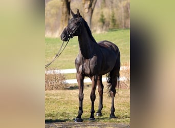 Irish Sport Horse, Gelding, 10 years, Black