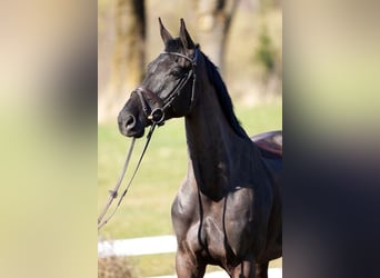 Irish Sport Horse, Gelding, 10 years, Black