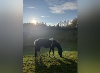 Irish Sport Horse Mix, Gelding, 11 years, 15.1 hh, Pinto