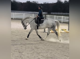 Irish Sport Horse, Gelding, 11 years, 16.2 hh, Grey