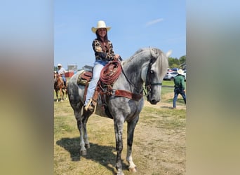Irish Sport Horse, Gelding, 11 years, 16.2 hh, Grey