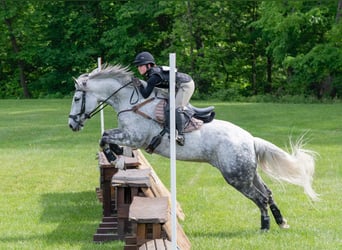 Irish Sport Horse, Gelding, 11 years, 16.2 hh, Grey