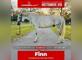 Irish Sport Horse, Gelding, 11 years, 16.2 hh, Grey