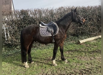 Irish Sport Horse, Gelding, 11 years, 16 hh, Brown