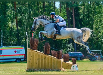 Irish Sport Horse, Gelding, 11 years, 16 hh, Gray-Fleabitten