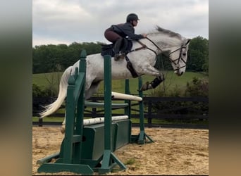 Irish Sport Horse, Gelding, 11 years, 16,2 hh, Grey