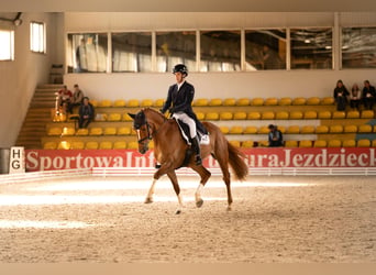 Irish Sport Horse, Gelding, 11 years, 17 hh, Chestnut