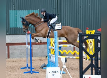 Irish Sport Horse, Gelding, 11 years, 17 hh, Chestnut