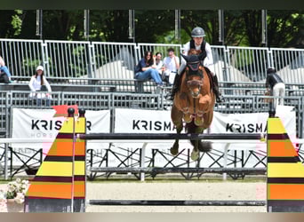 Irish Sport Horse, Gelding, 11 years, 18 hh, Chestnut-Red