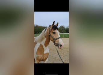 Irish Sport Horse, Gelding, 12 years, 14,1 hh, Pinto