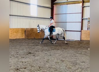 Irish Sport Horse, Gelding, 12 years, 15,2 hh, Gray