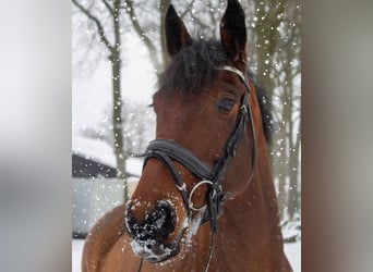 Irish Sport Horse, Gelding, 12 years, 16.1 hh, Brown