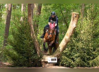 Irish Sport Horse, Gelding, 12 years, 16.1 hh, Brown