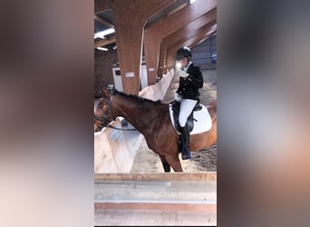 Irish Sport Horse, Gelding, 12 years, 16.1 hh, Brown