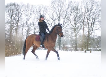 Irish Sport Horse, Gelding, 12 years, 16.1 hh, Brown