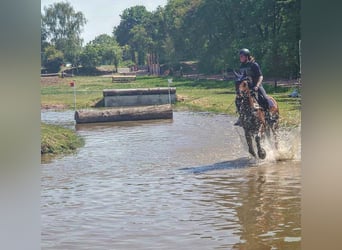 Irish Sport Horse, Gelding, 12 years, 16.1 hh, Brown