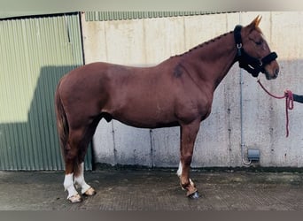 Irish Sport Horse, Gelding, 12 years, 16.1 hh, Chestnut