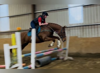 Irish Sport Horse, Gelding, 12 years, 16.1 hh, Chestnut