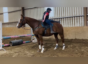 Irish Sport Horse, Gelding, 12 years, 16.1 hh, Chestnut
