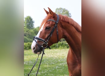 Irish Sport Horse, Gelding, 12 years, 16,2 hh, Chestnut-Red