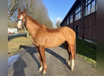 Irish Sport Horse, Gelding, 12 years, 16.2 hh, Chestnut-Red