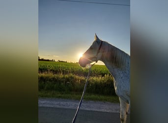 Irish Sport Horse Mix, Gelding, 12 years, 16.3 hh, Gray-Fleabitten