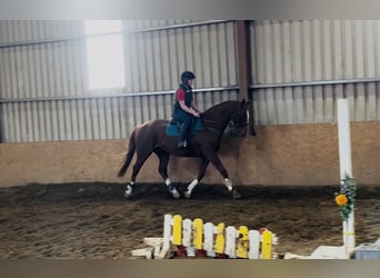 Irish Sport Horse, Gelding, 12 years, 16,1 hh, Chestnut