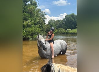 Irish Sport Horse, Gelding, 12 years, 16,2 hh, Grey