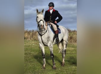 Irish Sport Horse, Gelding, 12 years, 17 hh, Gray-Dapple