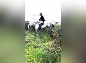 Irish Sport Horse, Gelding, 12 years, 17 hh, Gray-Dapple