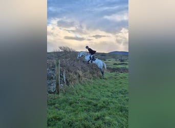 Irish Sport Horse, Gelding, 12 years, 17 hh, Gray-Dapple