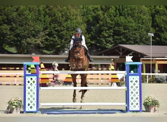 Irish Sport Horse, Gelding, 12 years, 18 hh, Chestnut-Red