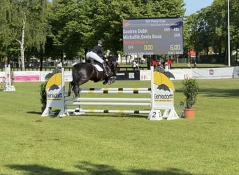 Irish Sport Horse, Gelding, 13 years, 14,1 hh, Black