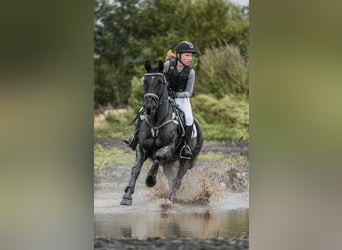 Irish Sport Horse, Gelding, 13 years, 14,1 hh, Black