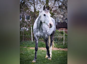 Irish Sport Horse, Gelding, 13 years, 15.2 hh, Grey-Dapple Irish Sport Horse, Gelding, 13 years, 15.2 hh, Grey-Dapple