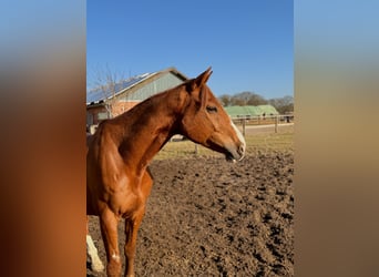 Irish Sport Horse, Gelding, 13 years, 16,2 hh, Chestnut-Red