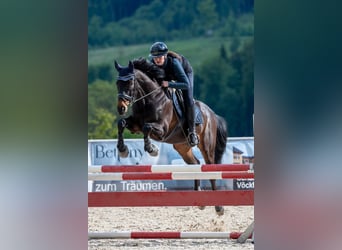 Irish Sport Horse, Gelding, 13 years, 16 hh, Bay-Dark